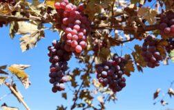 Mardin’de 120 dönüm verimsiz arazide modern bağcılık uygulanıyor.