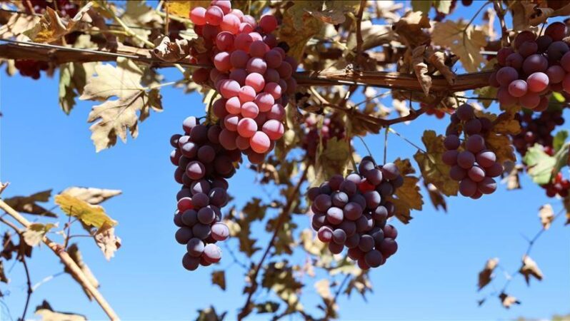 Mardin'de 120 dönüm verimsiz arazide modern bağcılık uygulanıyor. 1 Mardin’de 120 dönüm verimsiz arazide modern bağcılık uygulanıyor.