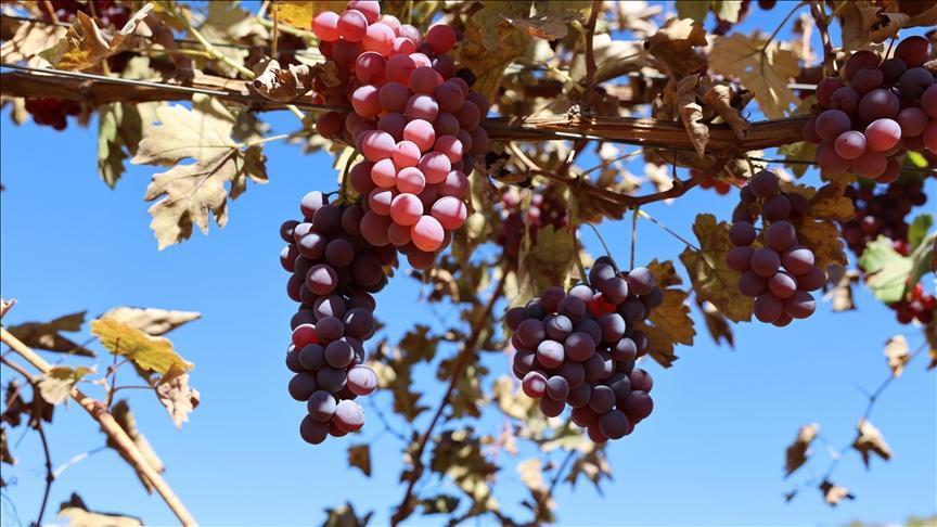 Mardin'de 120 dönüm verimsiz arazide modern bağcılık uygulanıyor. 3 Mardin’de 120 dönüm verimsiz arazide modern bağcılık uygulanıyor.