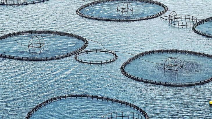 Muğla’dan 545 milyon dolarlık balık ihracatı gerçekleştirildi.