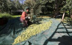 Sofralık zeytin, ‘yok yılı’nda kalitesini gösterdi.