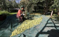 Sofralık zeytin, ‘yok yılı’nda kalitesini gösterdi.