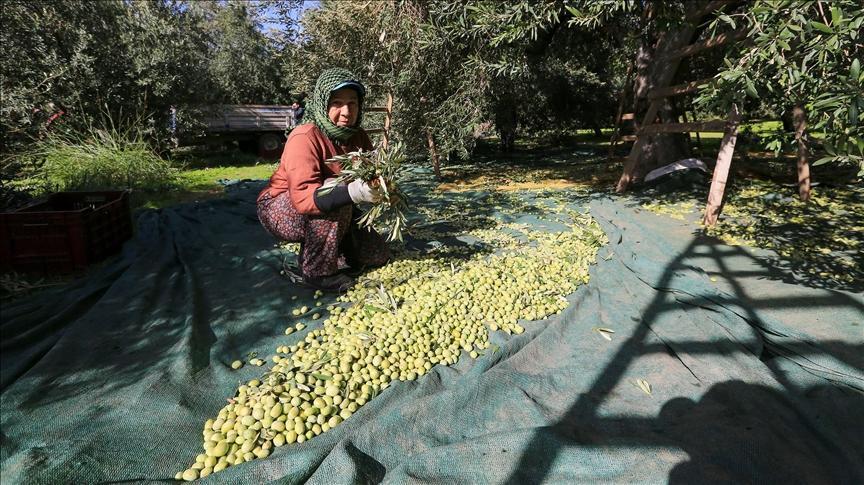 Sofralık zeytin, ‘yok yılı’nda kalitesini gösterdi.