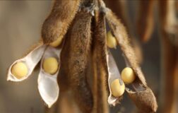 ABD ile Çin arasındaki görüşme, soya fasulyesinin stratejik önemini gözler önüne serdi.