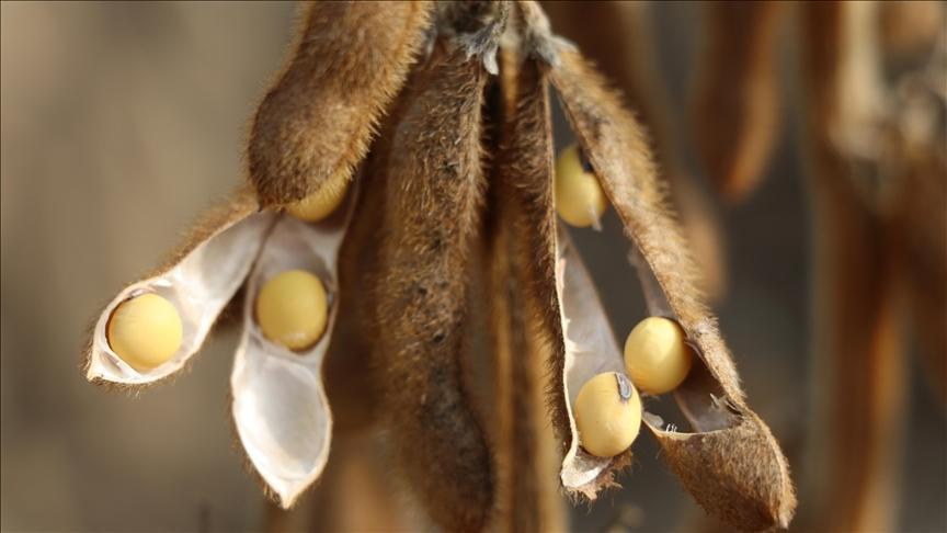 ABD ile Çin arasındaki görüşme, soya fasulyesinin stratejik önemini gözler önüne serdi.