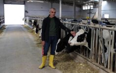 Devlet yardımından faydalanarak kurdu! Günlük 1 ton süt üretiyor.