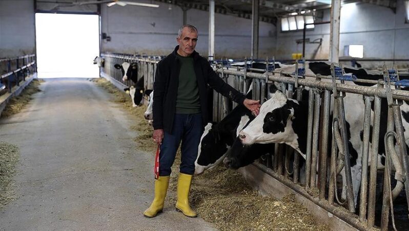 Devlet yardımından faydalanarak kurdu! Günlük 1 ton süt üretiyor.