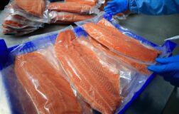 Doğu Karadeniz’den Türk somonu ihracatı 152 milyon doları geçti