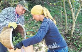 Fındıkta gelişmeler neler?