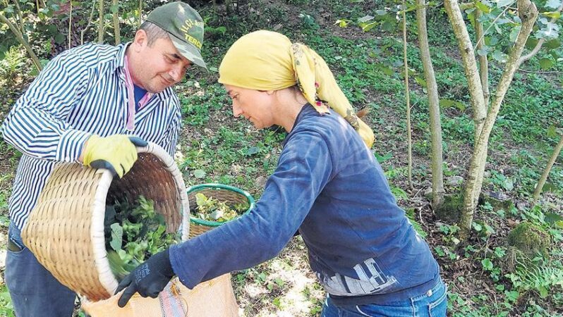 Fındıkta gelişmeler neler?