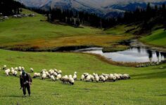 Hayvancılık desteklemeleri uygulamasında düzenleme