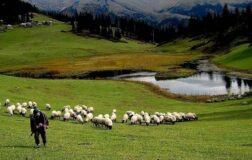 Hayvancılık desteklemeleri uygulamasında düzenleme