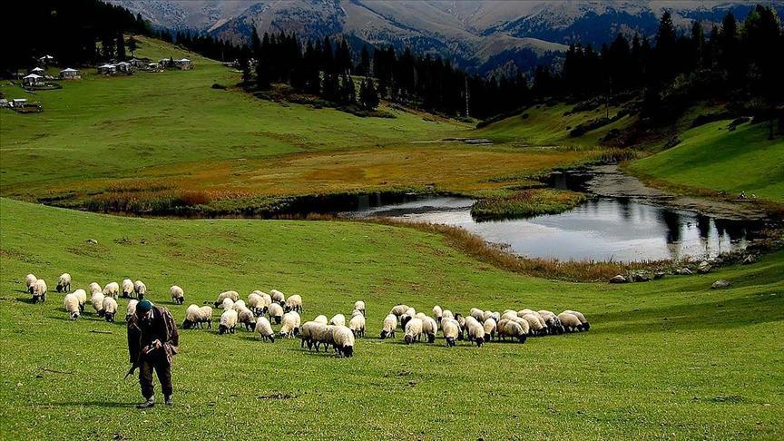 Hayvancılık desteklemeleri uygulamasında düzenleme 4 Hayvancılık desteklemeleri uygulamasında düzenleme