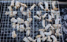 Kilosu et fiyatında: Japonların favorisinden sedir mantarı ortaya çıktı.