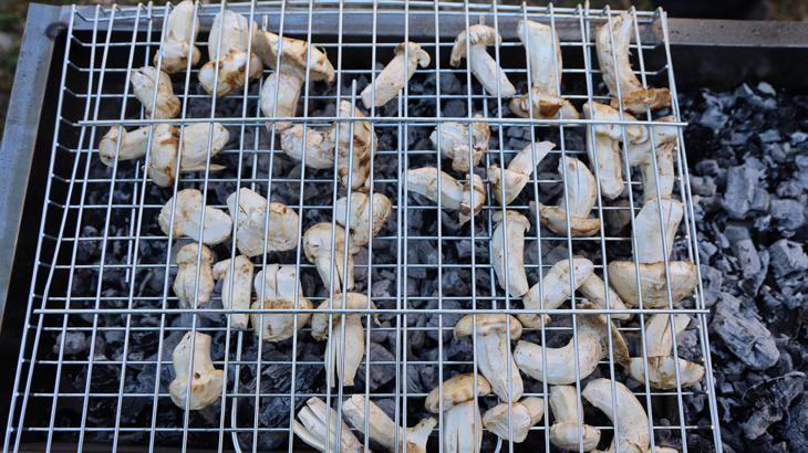 Kilosu et fiyatında: Japonların favorisinden sedir mantarı ortaya çıktı.