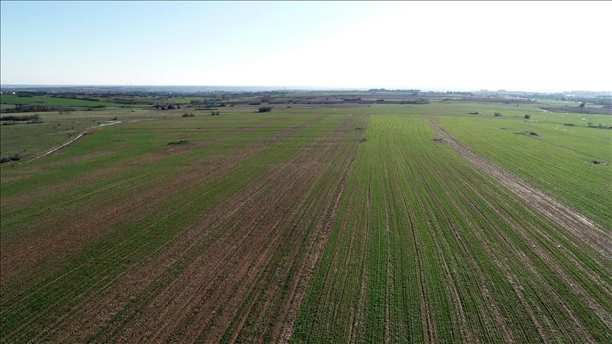 Tıbbi ve aromatik bitki yetiştirilmesi için 48,8 milyon metrekare arazi kiralandı.