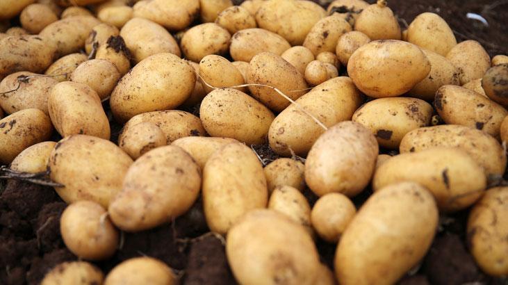 Ticaret Bakanlığı’ndan patates fiyatlarına dair açıklama