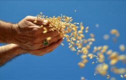 TMO’nun 2026’da 3,5 milyon ton buğday ve 1,5 milyon ton mısır alması bekleniyor.