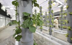 Topraksız dikey tarım yöntemleri enerji açısından geleceğe umut vadediyor.