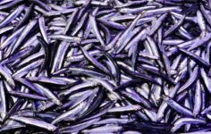 Trabzon’daki balıkçı tezgahlarında hamsi fazlalığı