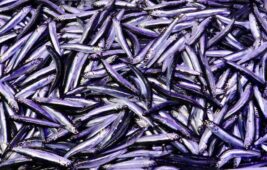 Trabzon’daki balıkçı tezgahlarında hamsi fazlalığı