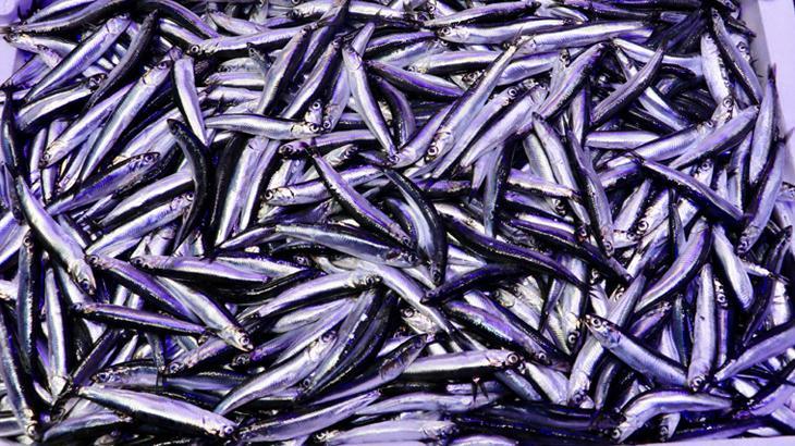 Trabzon’daki balıkçı tezgahlarında hamsi fazlalığı