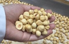 Türkiye, fındık ihracatından 351 milyondan fazla gelir elde etti.