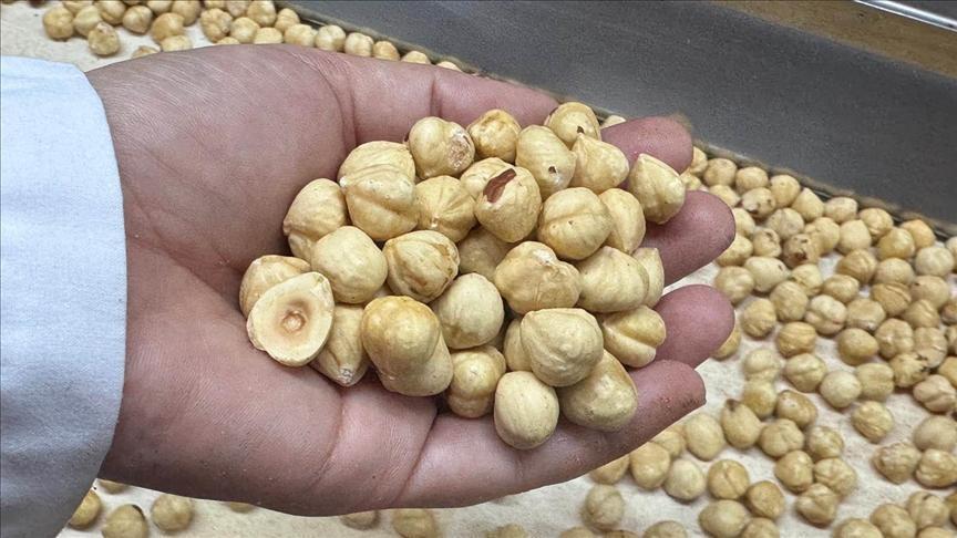 Türkiye, fındık ihracatından 351 milyondan fazla gelir elde etti. 4 Türkiye, fındık ihracatından 351 milyondan fazla gelir elde etti.