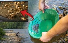 Türkiye’den çıkan yılda 40 ton! Tası alan nehirde yakalıyor: ‘Altın çağ henüz başlamadı’