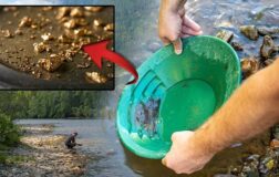 Türkiye’den çıkan yılda 40 ton! Tası alan nehirde yakalıyor: ‘Altın çağ henüz başlamadı’