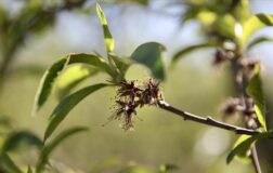 Zirai dondan zarar gören üreticilere yeni destek ödemesi