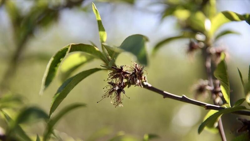 Zirai dondan zarar gören üreticilere yeni destek ödemesi